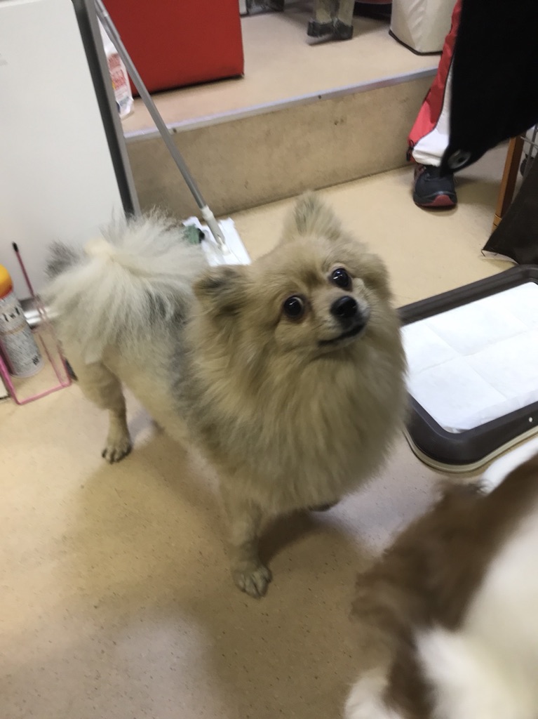 【今日の里帰りワンコ🐶キャバリアのアーチャー💕＆ポメラニアンのモナカ💕】支援物資もありがとうございます💑